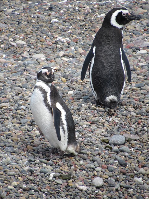 Pinguin, Magellan, Natur, Patagonia