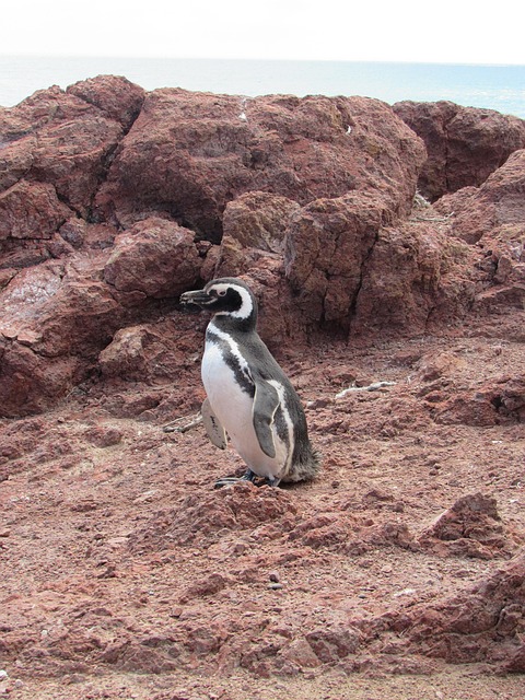 Pinguin, Magellan, Natur, Patagonia