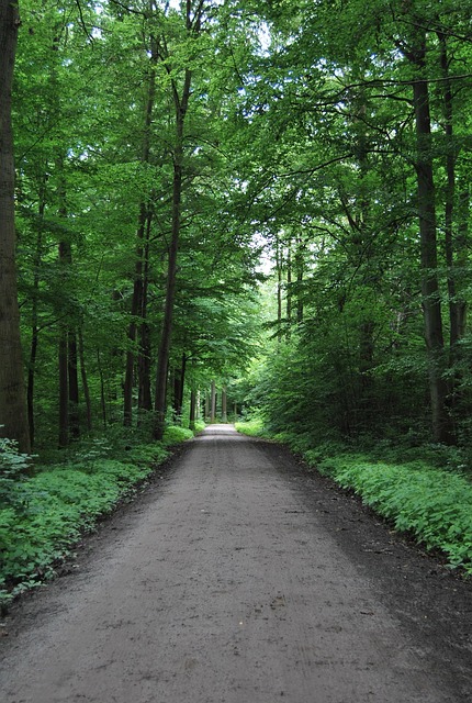 Skov, Jeg Går, Natur