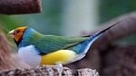 erytrura, gouldiae, gouldian