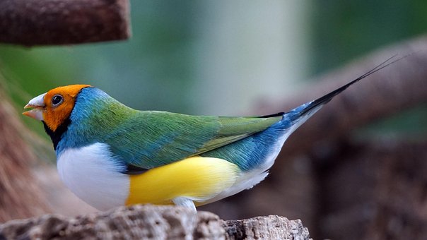 Free Erytrura Gouldiae photo and picture