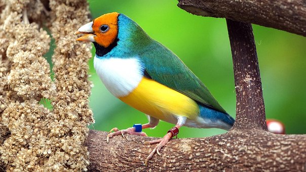 Free Erytrura Gouldiae photo and picture
