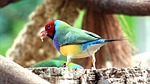 erytrura, gouldiae, gouldian