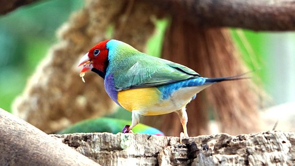 Free Erytrura Gouldiae photo and picture