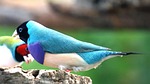 erytrura, gouldiae, gouldian