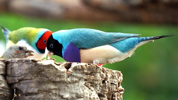 Free Erytrura Gouldiae photo and picture
