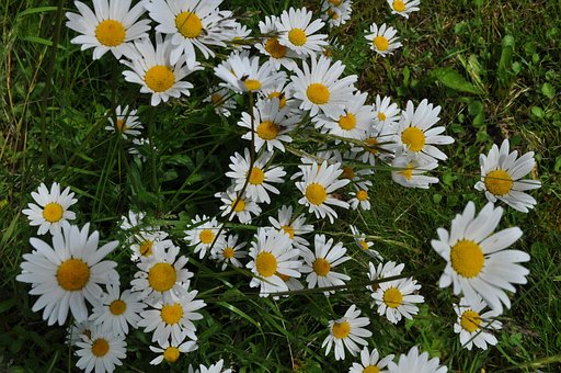 Daisy, Blomst, Natur, Eng