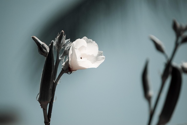 Blomst, Blomst Baggrund, Flora