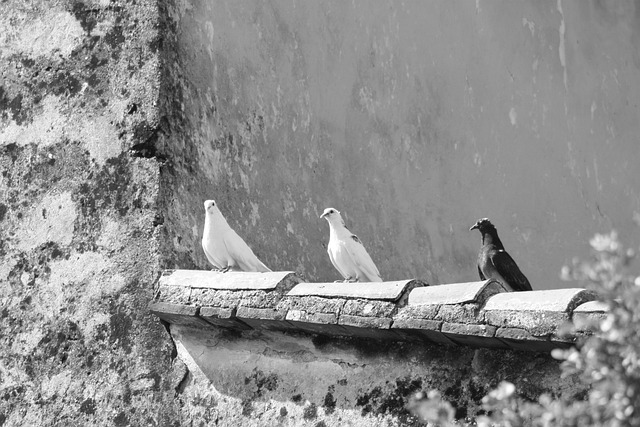 Free Birds Black photo and picture