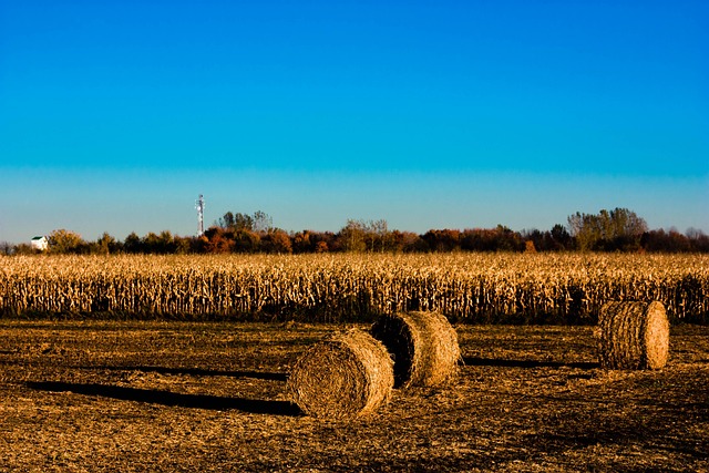 Free Fields Fall photo and picture