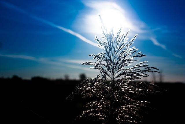 Free Sun Nature photo and picture