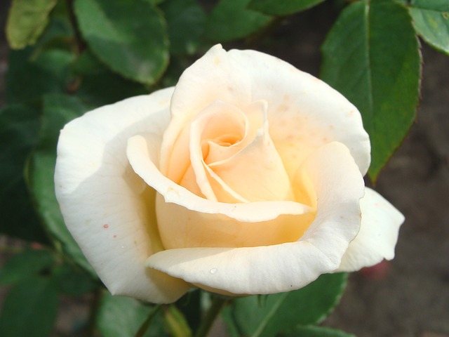 Free Flowers Rose photo and picture