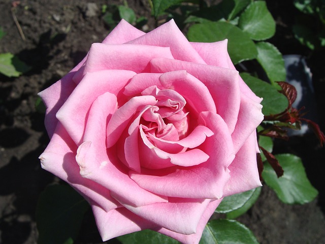 Free Flower Flowers photo and picture