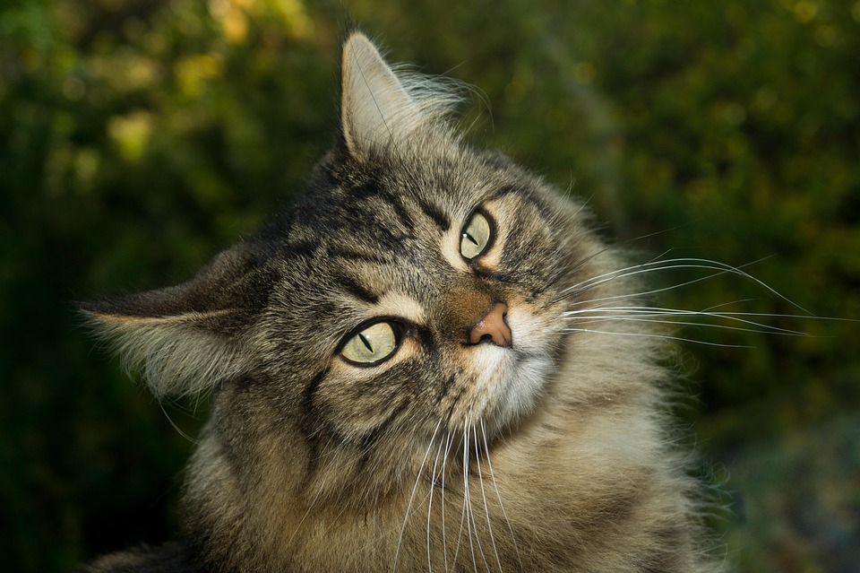 Cat Norwegian Forest Sweet Free Photo On Pixabay