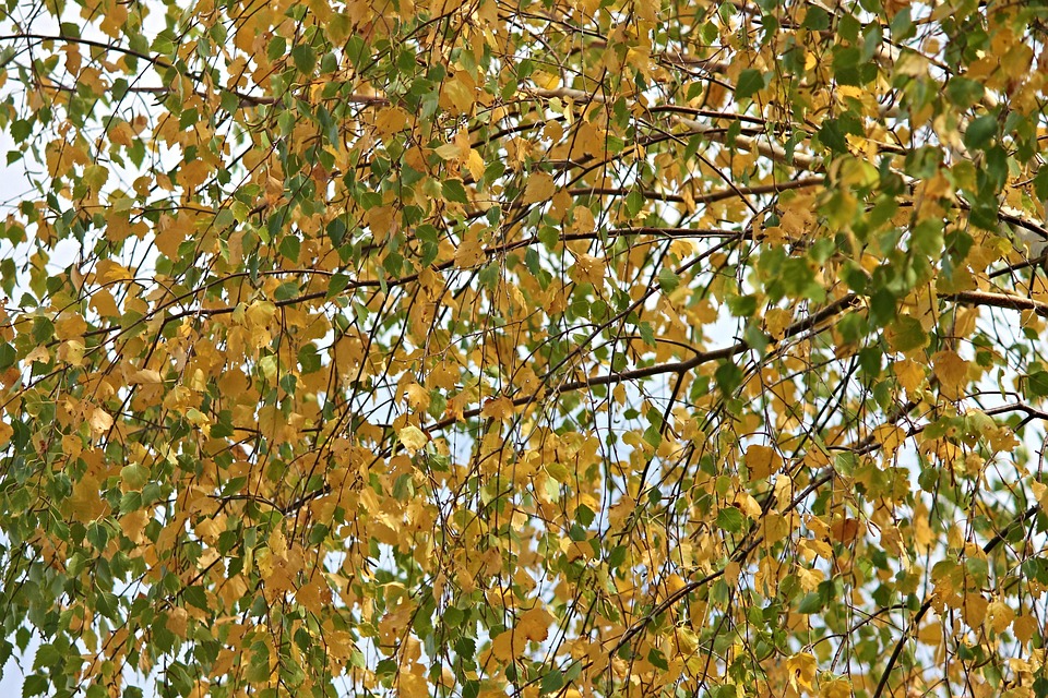 桦木 桦树叶 落下 - Pixabay上的免费照片 - Pixabay