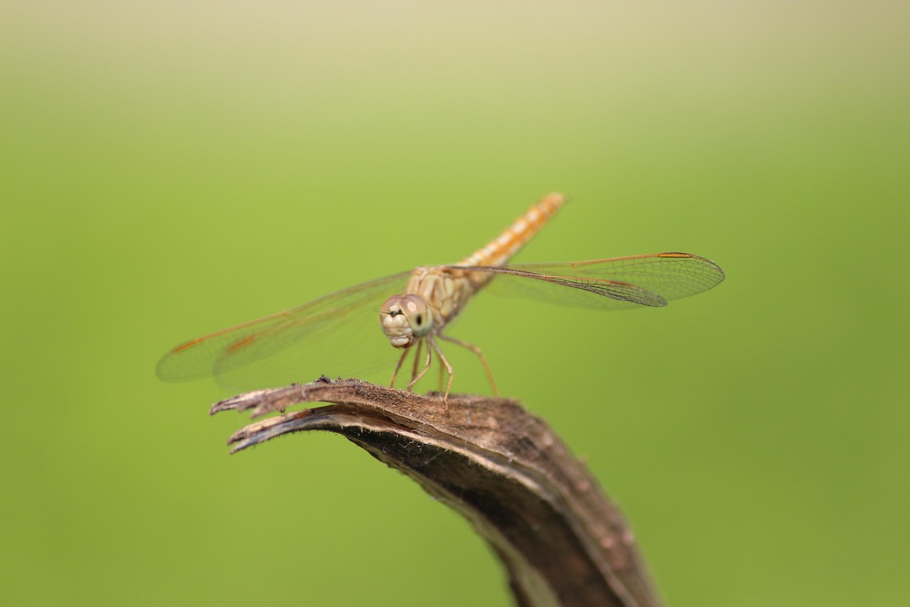 7,000+ Free Grace Hopper & Hopper Images - Pixabay