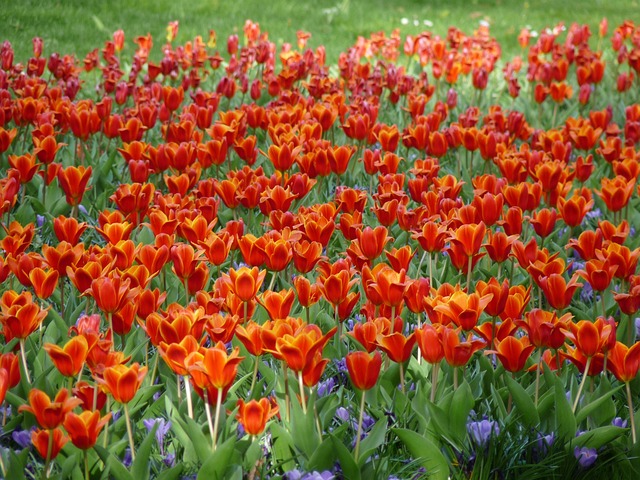 Tulipaner, Blomst Baggrund, Blomster