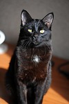cat, kitten, mustachioed