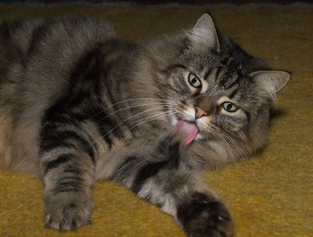 Katze, Norwegische Waldkatze, Aufmerksam