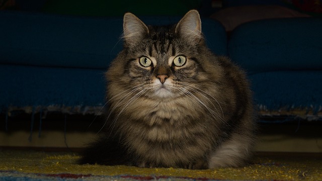 Katze, Norwegische Waldkatze, Aufmerksam