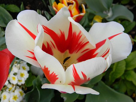 Free Flower Tulip photo and picture