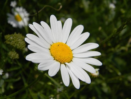 Free Flower Beautiful Flowers photo and picture