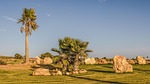 landscaping, palm trees, rocks