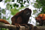 mono, animal, nature