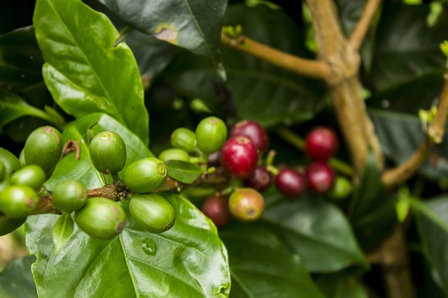 Kaffee, Rot, Grün, Reifen, Natur, Obst