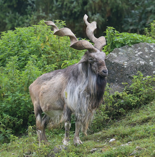 Goat, Ged På Bjerget, Bjerg, Vildt Dyr