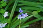 purple bell flowers, melbourne, wayside