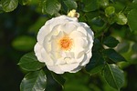 inner wheel rose, inner wheel, white rose