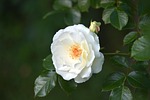 inner wheel rose, inner wheel, white rose