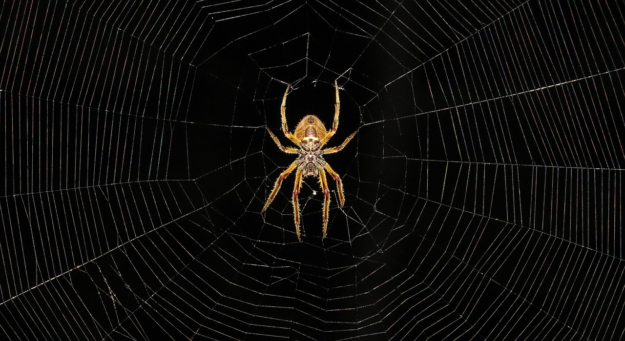 Macro, Insect, Arachnid, Colombia
