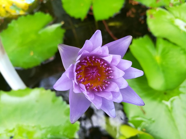 Free Flower Purple photo and picture