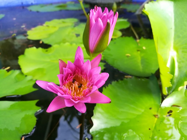 Free Flower Lotus photo and picture