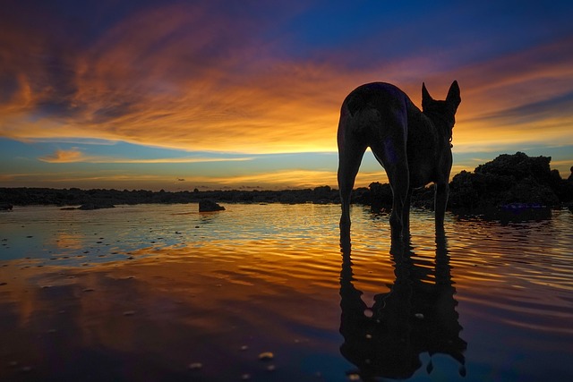 Free Sky Sunset photo and picture