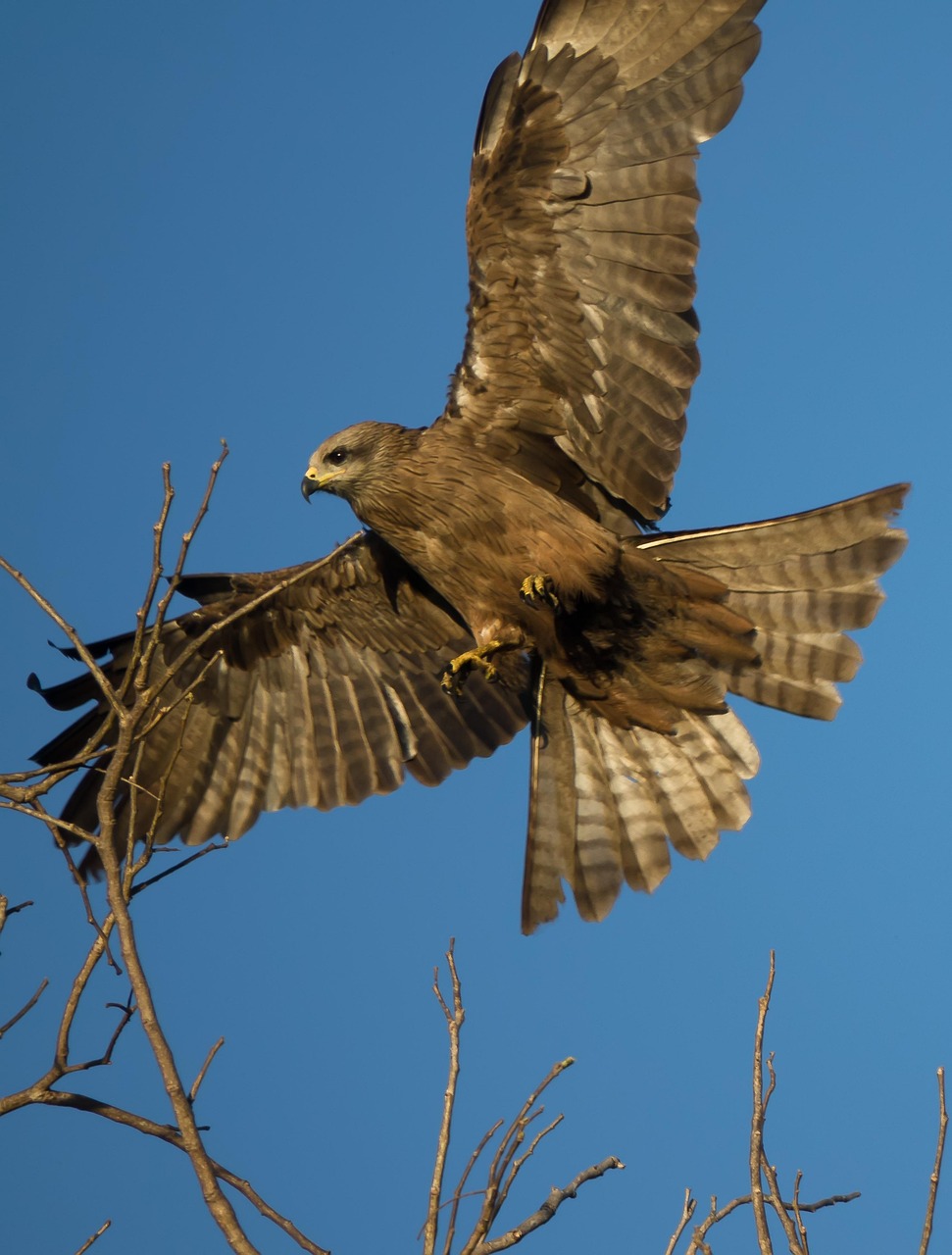 Australia Kite Bird Of Free photo on Pixabay Pixabay