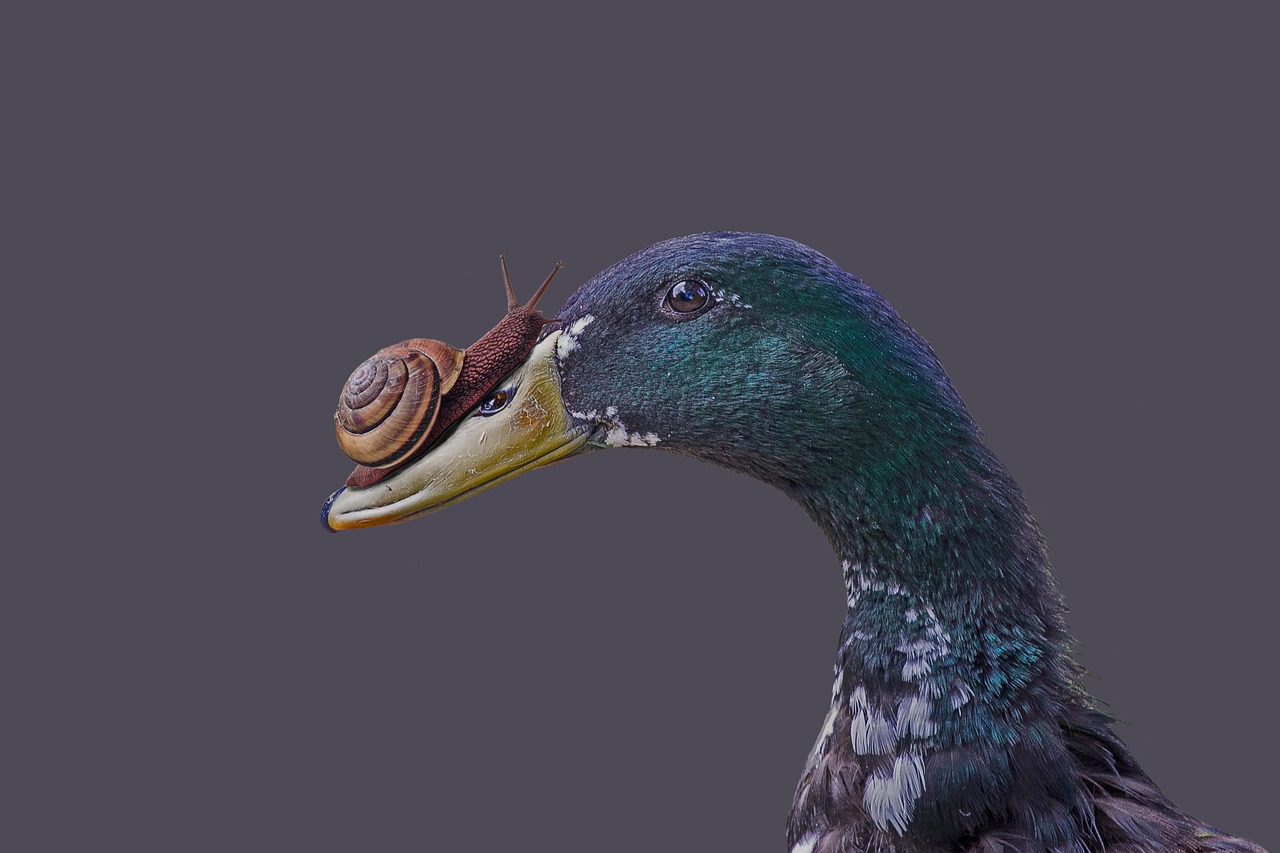 duck-2910307_1280.jpg