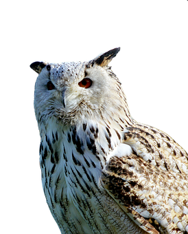 Er sucht sie owl