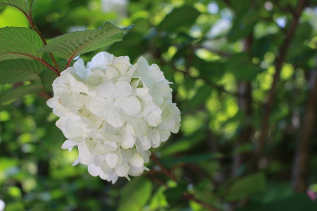 Free Hydrangea Flower Wallpaper photo and picture