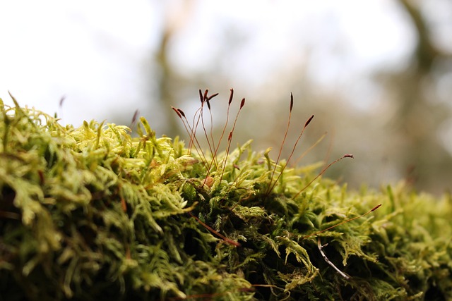 Free Moss Japan photo and picture