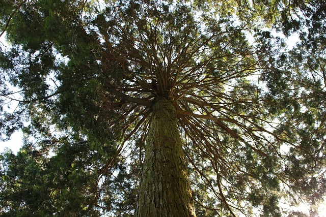 Free Woods Forest photo and picture