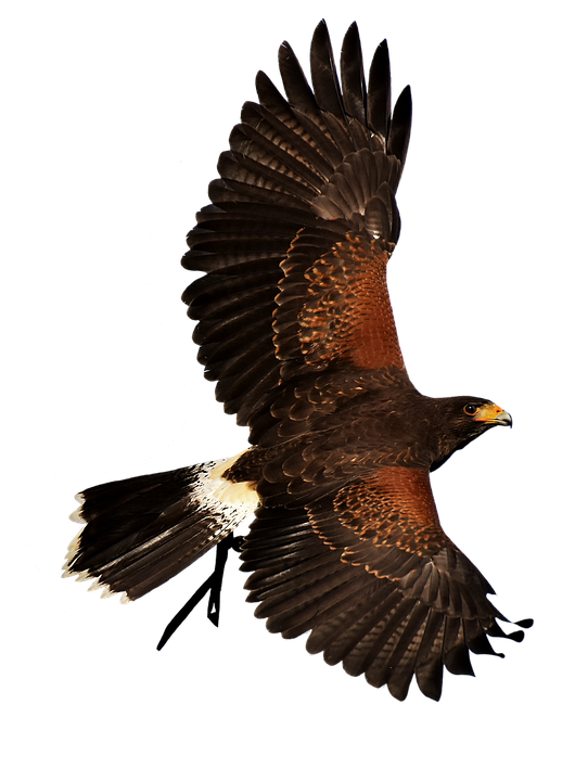 Adler Hewan Liar Burung Buas Foto Gratis Di Pixabay