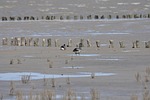 brent goose, watts, wadden sea