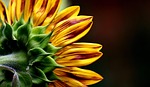sun flower, summer, garden