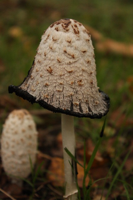 Free Mushroom Autumn photo and picture