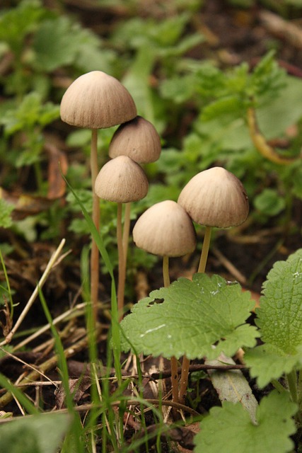 Free Mushroom Autumn photo and picture