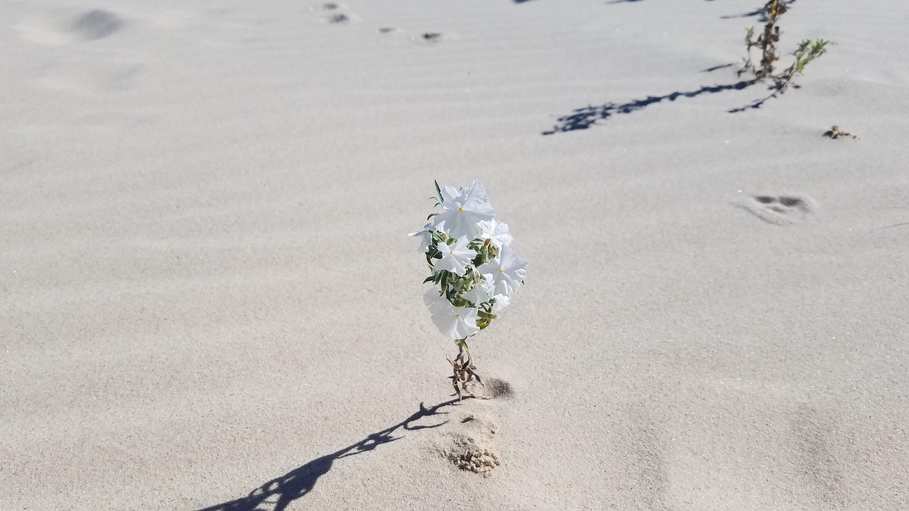 野草 砂漠 自然 Pixabayの無料写真