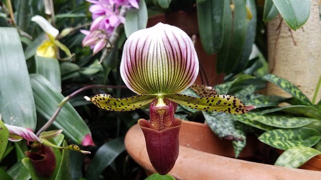 Free Orchid Flower photo and picture